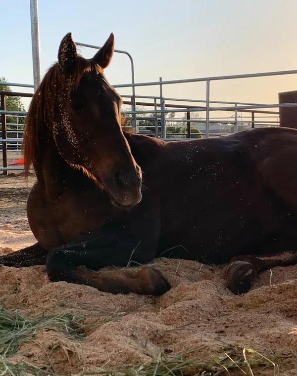 Horse resting peacefully in a corral