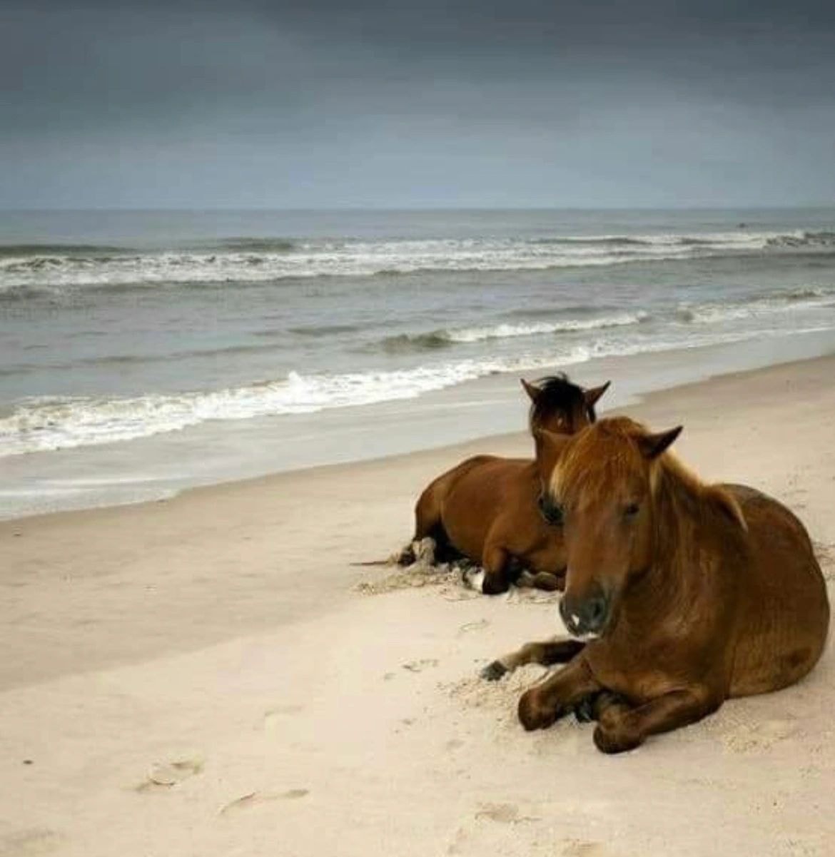 Two horses resting on a sandy beach